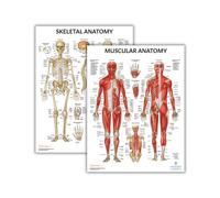 Anatomy Lab Muscular and Skeletal Anatomy Poster Set, Laminated, 17.3 x 22.5 Inches, 2 Pack, Educational Wall Art, Science Education Charts and Posters, Home Office, Medical Office