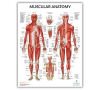 Anatomy Lab Muscular System Anatomical Chart, LAMINATED, 17.3 x 22.5 Inches, Muscles Diagram, Medical Posters, Muscular System Poster, Human Anatomy Poster