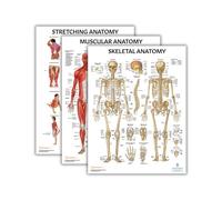 Anatomy Lab Stretching, Muscular, and Skeletal Human Anatomy Poster Set - 3 PACK LAMINATED, 17.3 x 22.5 Inches, Detailed Skeletal System and Muscle Chart Anatomy Poster