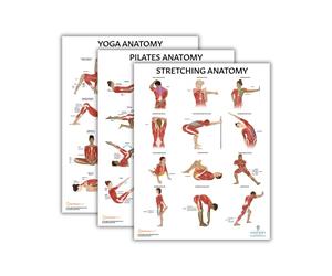 Anatomy Lab Yoga, Pilates, and Stretching Anatomy Poster Set - 3 PACK LAMINATED, Anatomy and Physiology Poster, 17.3 x 22.5 Inches, Stretching Exercise Chart Posters for Wall