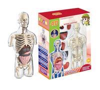 Anatomy Learning Model - Transparent Human Torso Kit for Education for Children | Scientific Building Model for School Projects, Set of Teachers of Humans La