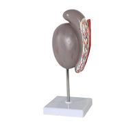 anatomy, Male Reproductive Organs Anatomical Model for Medical Study Education Teaching Aids Demonstration Science Lab Equipment