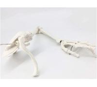 Anatomy Medical Model,Arm Bone Model ,Human Upper Limb Bone Model, Arm Bone Scapula Clavicle Upper Arm Bone Human Bone Model,for Science Education And Medical Study