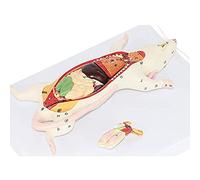 Anatomy model 1:1 Mouse Animal Anatomy Model Biological Anatomy Mouse Visceral Structure,Full, for Anatomy, Art