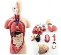 Anatomy Model | 11inch Human Torso Body | Heart Brain Skeleton | Medical School Educational Tool