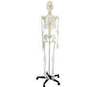 Anatomy model 170 cm Human Bone for Studying The Function, Structure and Movement of The Human Body, as Well as Courses Related to Human-Sized Human Anatomy
