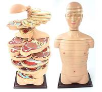 Anatomy Model 22 Parts Horizontal Cut Transverse Fault Model - Human Torso Model - Human Body Section Image Medical Teaching The Study for Medical Demonstration