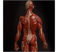 Anatomy model 23.6 Inch Male Anatomy Figure - Human Muscle Skeleton Painting Model Human Anatomical Muscle Bone Ecorche and Skin Model Reference for Artist