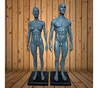 Anatomy model 30Cm Male&Female Human Anatomy Figure Ecorche and Skin Model Lab Supplies, Anatomical Reference for Artists