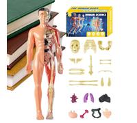 Anatomy Model | 3D Body Figure | Pull-Out Teaching Kits | School Aid Science Classroom Home for Teachers Students Employment