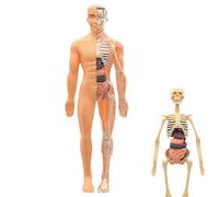 Anatomy Model - 3d Human Torso Kit for Classroom and Home, Assembly Puzzle with Removable Organs, Educational Toy for Students, Teachers, College, Preschool, Science Learning