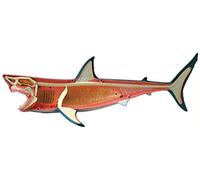 Anatomy Model, 4D Animal Anatomical Model Visual Detachable Organ Translucent Animal Skeleton Model Parent-Child Teaching Aid Child Gift For Demonstration (A)