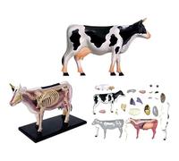 Anatomy Model, 4D Animal Anatomy Dairy Cow Skeleton Model 29 Detachable Pieces