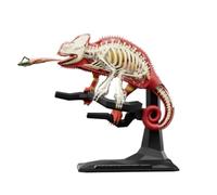 Anatomy Model, 4D Animal Model With Detachable Organs Body Part Animal Model For School Education Tools DIY Appliances