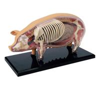 Anatomy Model, 4d Animal Organ Model Pig Anatomy Model Detachable 19 Parts Biology Toy Anatomical Teaching Tool Diy DIY Appliances