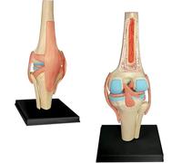 Anatomy Model 4D Knee Joint Model Human Body Model Educational Model Human Skeleton Anatomy Model for Medical Educational Training Aid