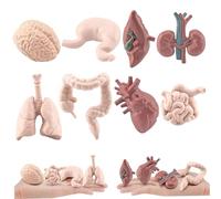 Anatomy Model, 8Pcs Realistic Human Body Set for Education Halloween