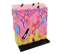 Anatomy model Anatomical Skin Model, Scientific Anatomical Human Model- for Science Classroom Study Display Human Anatomy Science Models-Medical Aid Human Anatomy Model