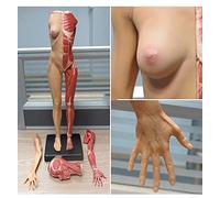 Anatomy model Anatomy Figure Human Anatomical Muscle Bone Ecorche and Skin Model Human Muscle Skeleton PU Material Reference for Artist