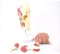 Anatomy model Anatomy Model, 5-Part Human Skull Model with Masticatory Muscles, Human Anatomical Half Head and Face Anatomy Medical Brain Neck Median Section Study Model