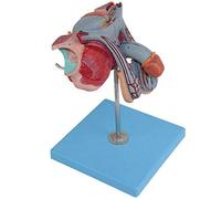 Anatomy model Anatomy Model Body, Male Model, Testicular Anatomy Reproductive System Pelvis Anatomical Prostate, 4-Parts, for Hospitals Teaching Demonstrations Genitourinary System