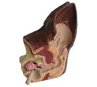 Anatomy model Anatomy Model, Canine Ear Model, Dog Ear Anatomy 2 Sided Model Normal Health and Infected Pathological Ear Family Veterinary Equipment Teaching Model
