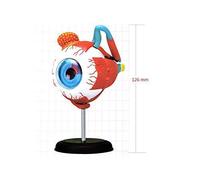 Anatomy model Anatomy Model for Kids, Eyeball Anatomy Model, Human Anatomical Natural Eyeball Model Medical Learning Aid Teaching Instrument, 32 Parts