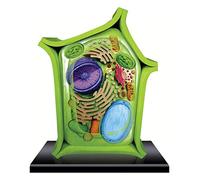 Anatomy model Anatomy Model for Students, Detailed Plant Cell Anatomy Model - 24 Detachable Parts, Cross-Section Plant Cell Model, Plant Anatomy, Science Classroom Accessories