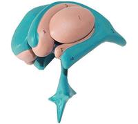 Anatomy model Anatomy Model Human Body, Basal Nucleus Model, Human Anatomical Basal Ganglia Model Brain Cerebral Thalamic Nucleus Lab & Scientific Supplies for Anatomy Teaching and Studying