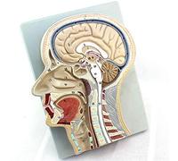 Anatomy model Anatomy Model, Human Nasal Cavity Throat Anatomy Medical Model, Nasal Oral Cavity Throat Pathology Longitudinal Section Model for School Teaching, Medical Study
