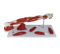 Anatomy model Anatomy Model, Medical Anatomical Muscular Arm Model, 7 Parts, Upper Limb Muscle Vascular Nerve Arm for Medical Educational Aid