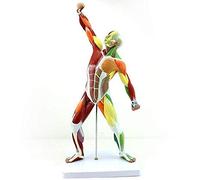 Anatomy model Anatomy Model Muscles, Human Muscle Figure, 1/4, 20in Mini Human Muscle Figure Human Anatomy Muscle Model Muscular System Model for Study and Teaching.