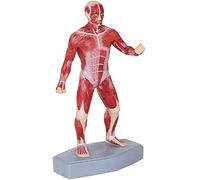 Anatomy model Anatomy Model Muscles, Human Muscle Model, Mini Muscular System Model Has Superficial Muscle Anatomy and Structure of The Body, for School Medical Teaching