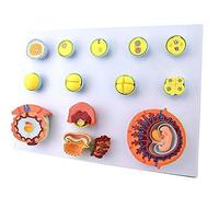 Anatomy model Anatomy Model Pregnancy, Human Pregnancy Embryonic Developmental Process Model, Fertilization and Early Embryo Development Process Model, for Medical Teaching Demonstration Too