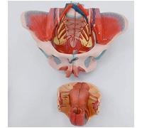 Anatomy model Anatomy Model Pregnancy, Medical Anatomical Female Pelvis Model, Female Pelvis Model Pelvic Floor Muscle and Neurovascular Lumbar Pelvis Anatomy with Removable Organs, 4-Part,