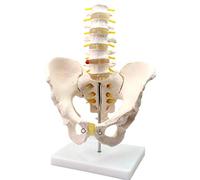 Anatomy model Anatomy Pelvic Model -Male Pelvis with Five Lumbar Vertebrae Models- PVC Material Human Anatomy Scientific Anatomical Human Model -for Teaching Medical Supplies