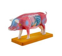 Anatomy Model Animal Anatomical for Veterinary Learning Body Anatomical Realistic