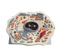 Anatomy Model Animal Cell Model Anatomy Models Organs Model Mitochondria For Biology Teaching Models Anatomical Models