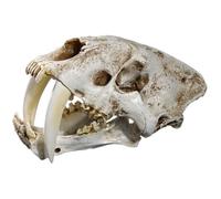 Anatomy Model Animal Tiger Resin Skull For Head Model Home Bar Decor Hallow Learning Resources