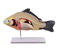 Anatomy Model, Assembly 3D Fish Dissection Model 3 Part Labs Anatomical Model Of Fish Animal Anatomy Detachable Internal Organs, Teaching Aid Biological Animal Model For School, Ion For D