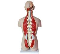 Anatomy model Assembly Assembly Model Human Torso Model, 85Cm Amphoteric Human Torso Skeleton Anatomy Internal Organs Models for Teaching Aids, with Removable Organs 27 Parts for School,E