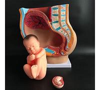 Anatomy model Assembly Model Human Female Pelvic 12.6 X 6.3 X 13.78 Inches Section Pregnancy Nine Months Fetus Model with Removable Organs 4-Parts for School Skeleton Model
