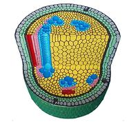 Anatomy Model, Body Model Plant Dicotyledon Stem Enlargement Science Cell Skeleton