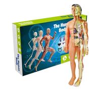Anatomy Model - Body Structure of the Torso with Removable Parts, Skeleton Figure, Educational Science Kit | Children's Learning Tool for Medicine Students Dida