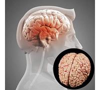 Anatomy model Brain Model, Anatomical Human Brain Model decomposes Anatomy Medical Teaching Tool in 8 Parts be Divided 20 X 16 X 12 cm
