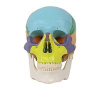 Anatomy Model Colorful Skull Model Human Organ Model Suitable for Medical Students Human Anatomy Learning Course