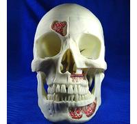 Anatomy model Detachable Skull Model,Anatomical Skull Model- Removable 10 Parts Skull Neurology Skull Stomatology Teaching,Life Size,Human Anatomy Science Models