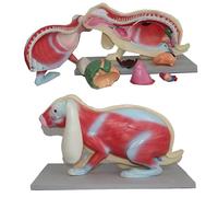 Anatomy Model - Detailed Animal Skeleton for Biological Education, Lab Supplies & Teaching Tools - Perfect for Science Classes and Anatomy Studies