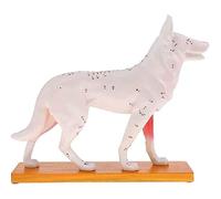 Anatomy Model, Dog Acupuncture Anatomy Model White PVC With 72 Points For Veterinary Teaching