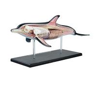 Anatomy Model, Dolphin Anatomical Model - 4D Vision Animal Anatomical Model Simulation Dolphin Model - Detachable 18 Parts Dolphin Organ Anatomy Teaching Model - For Study Display Teaching For